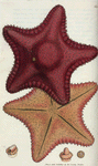 Asterias equestris?