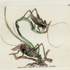 Locusta grisea. (Gray Locust) [Class 5. Insecta; Order 2. Orthoptera]