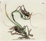 Locusta grisea. (Gray Locust) [Class 5. Insecta; Order 2. Orthoptera]