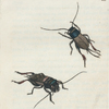 Acheta campestris. (Field Cricket) [Class 5. Insecta; Order 2. Orthoptera]