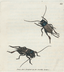 Acheta campestris. (Field Cricket) [Class 5. Insecta; Order 2. Orthoptera]