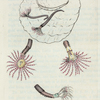 Amphitrite rosea. [ Class 6. Vermes; Order 2. Mollusca]