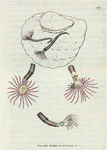 Amphitrite rosea. [ Class 6. Vermes; Order 2. Mollusca]