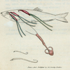 Lernea Sprattæ. [Class 6. Vermes; Order 2. Mollusca]
