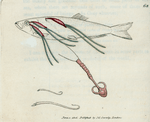 Lernea Sprattæ. [Class 6. Vermes; Order 2. Mollusca]