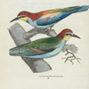 Meros apiaster. (Common Bee-eater).