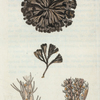 Flustra avicularis.