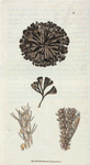 Flustra avicularis.