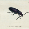 Elater chalybeus. [Class 5. Insecta; Order 1. Coleoptera]