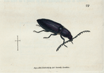 Elater chalybeus. [Class 5. Insecta; Order 1. Coleoptera]