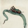 Gryllus viridulus. (Green Grasshopper) [Class 5. Insecta; Order 2. Orthoptera]