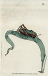 Gryllus viridulus. (Green Grasshopper) [Class 5. Insecta; Order 2. Orthoptera]