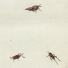 Fig. 1. Acrydium subulatum. (Awl-shaped Acrydium) [Class 5. Insecta; Order 2. Orthoptera]
