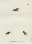 Fig. 1. Acrydium subulatum. (Awl-shaped Acrydium) [Class 5. Insecta; Order 2. Orthoptera]