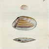 Tellina similis. [ Class 6. Vermes; Order 3. Testacea]