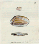 Tellina similis. [ Class 6. Vermes; Order 3. Testacea]