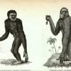 Black long-armed  Gibbon;  White long-armed Gibbon.
