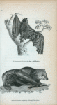 Vampyre Bat in two attitudes.