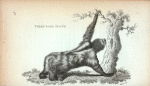 Three-toed Sloth.