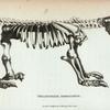 Megatherium Americanum [giant ground sloth].