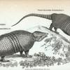 Three-banded Armadillo; Nine-banded Armadillo.