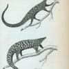 Manis tetradactyla or Long-tailed Pangolin;  Manis pentadactyla or short-tailed Pangolin.