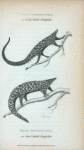 Manis tetradactyla or Long-tailed Pangolin;  Manis pentadactyla or short-tailed Pangolin.