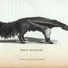Great Ant-Eater.