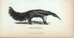 Great Ant-Eater.