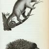 Two-toed Ant-Eater; Porcupine Ant-Eater.