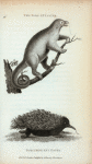 Two-toed Ant-Eater; Porcupine Ant-Eater.