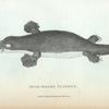 Duck-billed Platypus.
