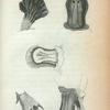 Beak and feet of the Platypus of their Natural size.
