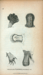 Beak and feet of the Platypus of their Natural size.