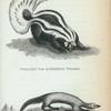 Striated Var of Mephitic Weasel; Egyptian Icheneumon.