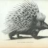 Common Porcupine.