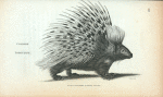 Common Porcupine.