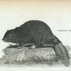 Common Beaver.