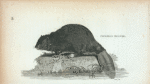 Common Beaver.