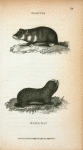 Hamster; Blind Rat.