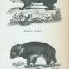 Syrian Hyrax; Cape Hyrax.