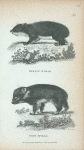 Syrian Hyrax; Cape Hyrax.