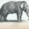 Elephant.