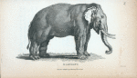 Elephant.