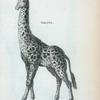 Giraffe.