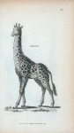 Giraffe.