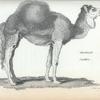 Arabian camel.