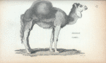 Arabian camel.