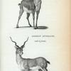 Common Antelope (male & female).