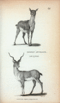 Common Antelope (male & female).